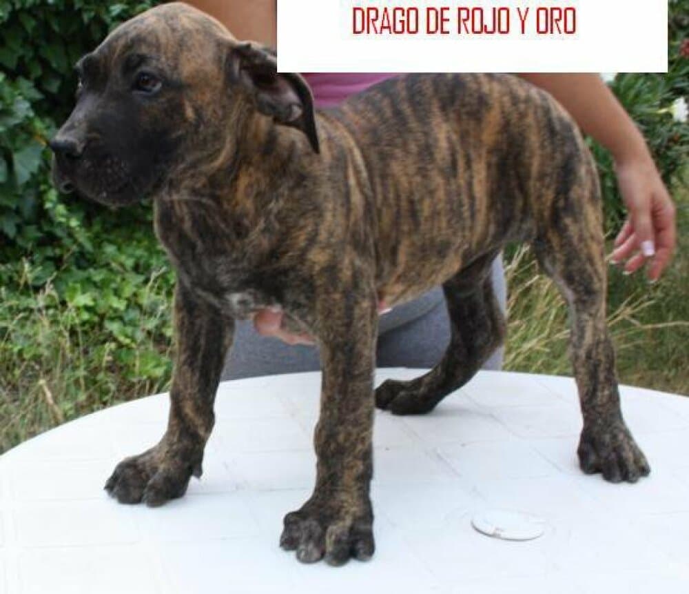 DRAGO DE ROJO Y ORO 1