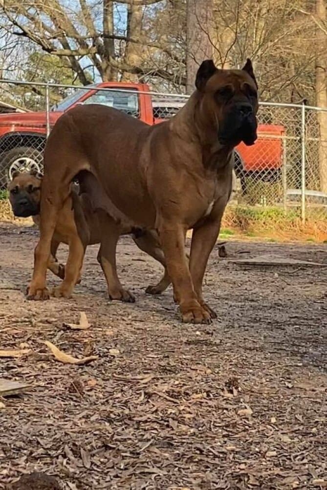 LASSIE DE ER TRIUNFO DEL PRESA 1