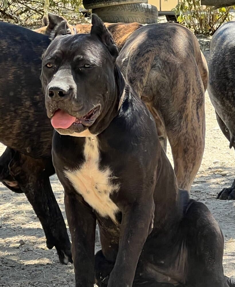 KATALEIA DE KING ZULU 1