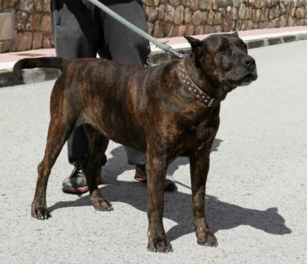 HIENA DE KING ZULU 1