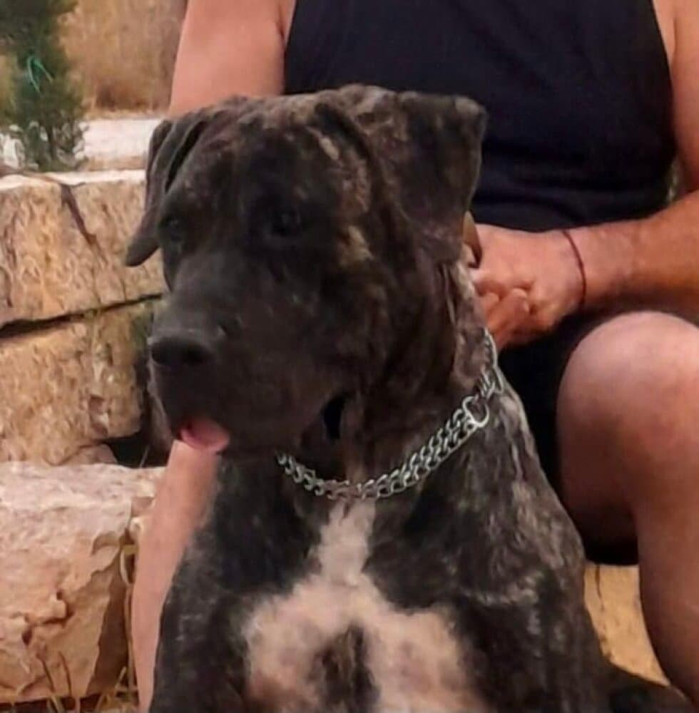 URKO DE KING ZULU 1