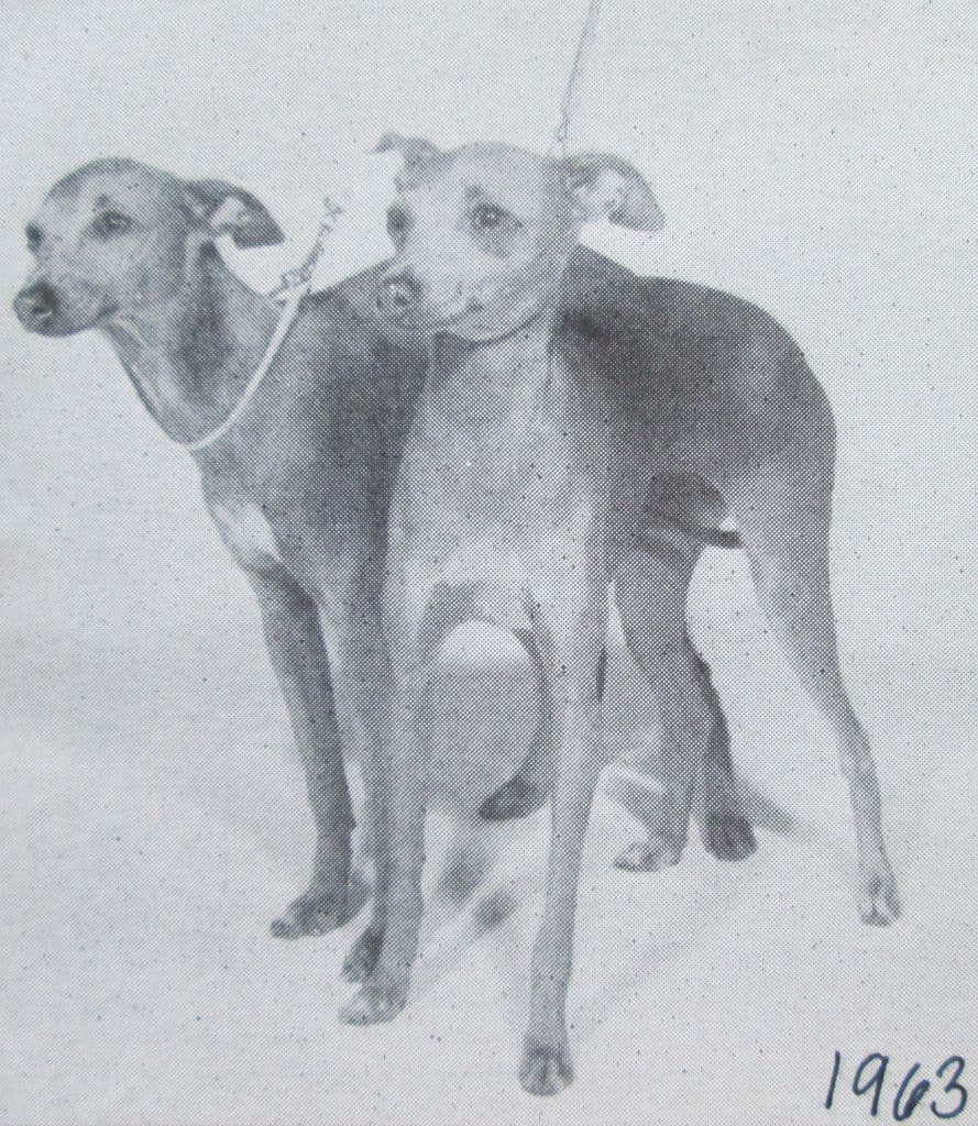 Philtre Gino 1