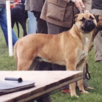 PITMAN'S BARONESS 1