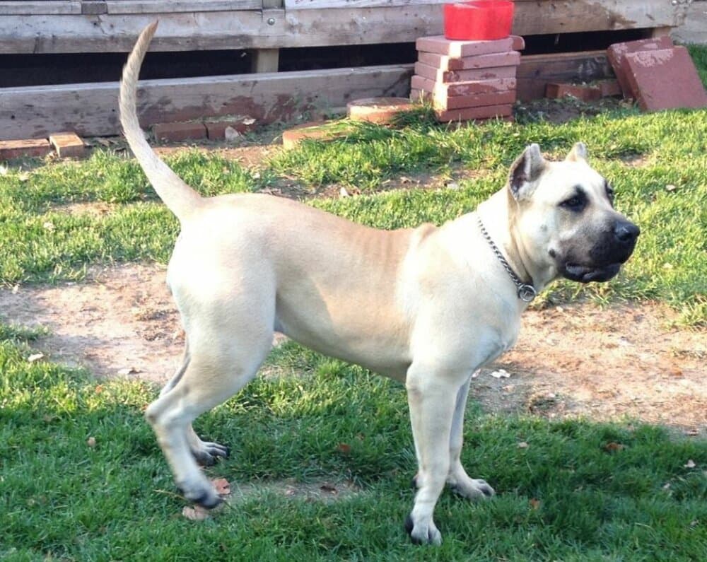 LUCY DE CANARIAN BULL (NALA) 1
