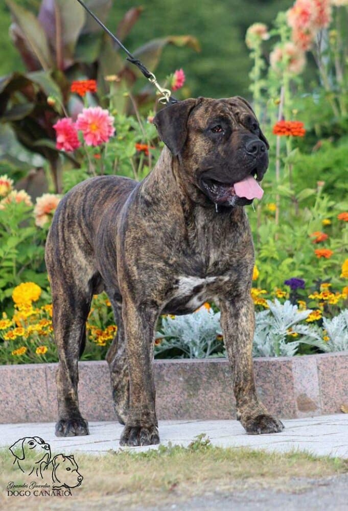 ENZO VALACHIADOG 1