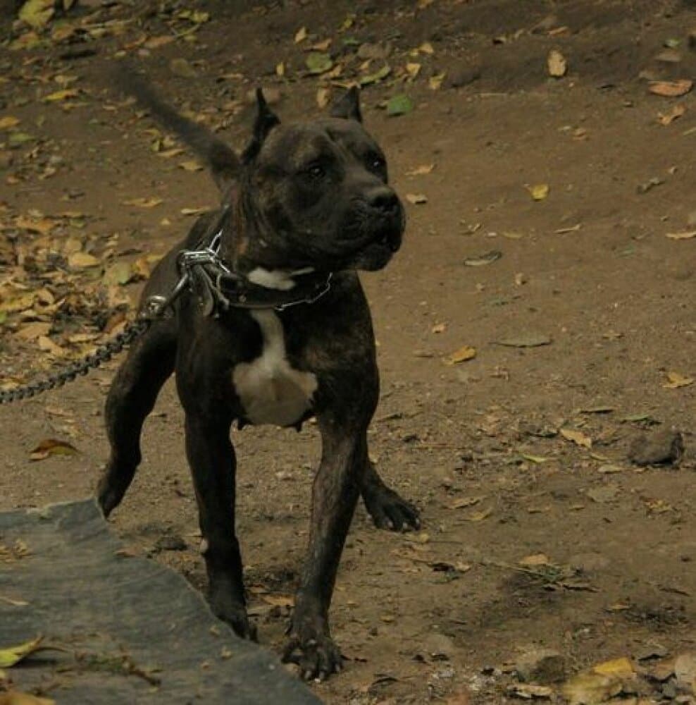 MANDANGA DE PERRO DE LA TIERRA 1