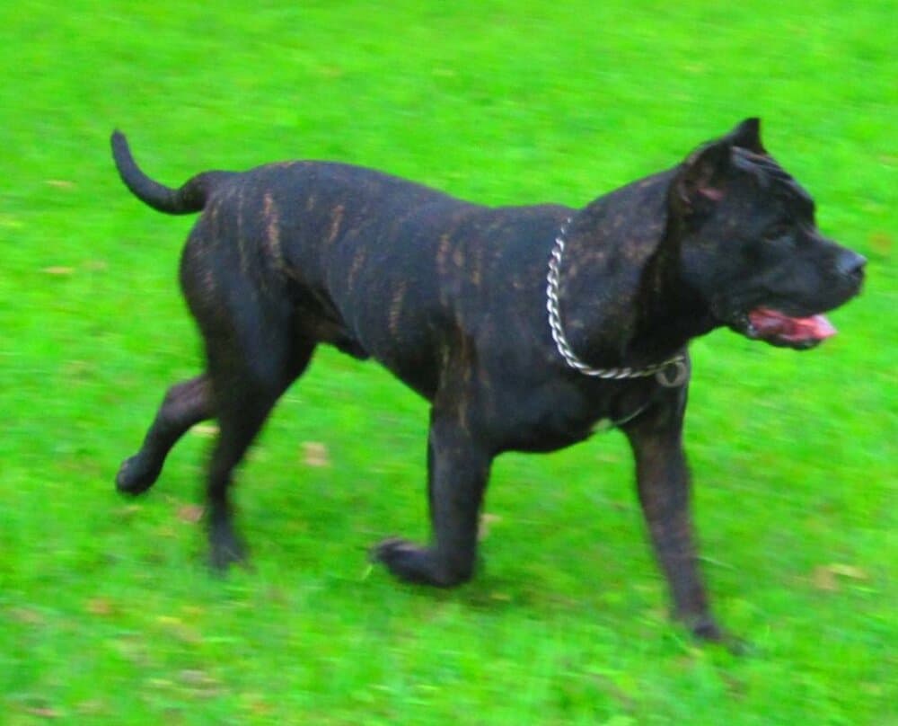 PANTRO 1