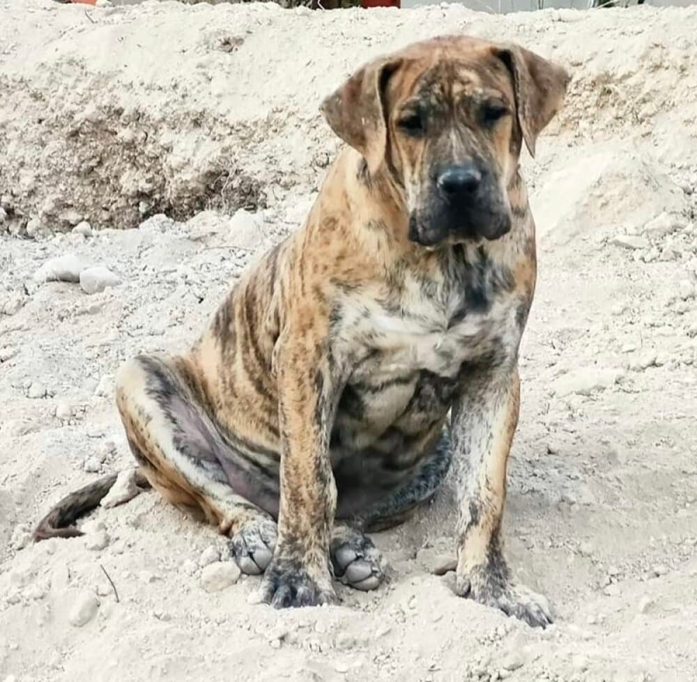 GITANO DE LOS MENCEYES 1