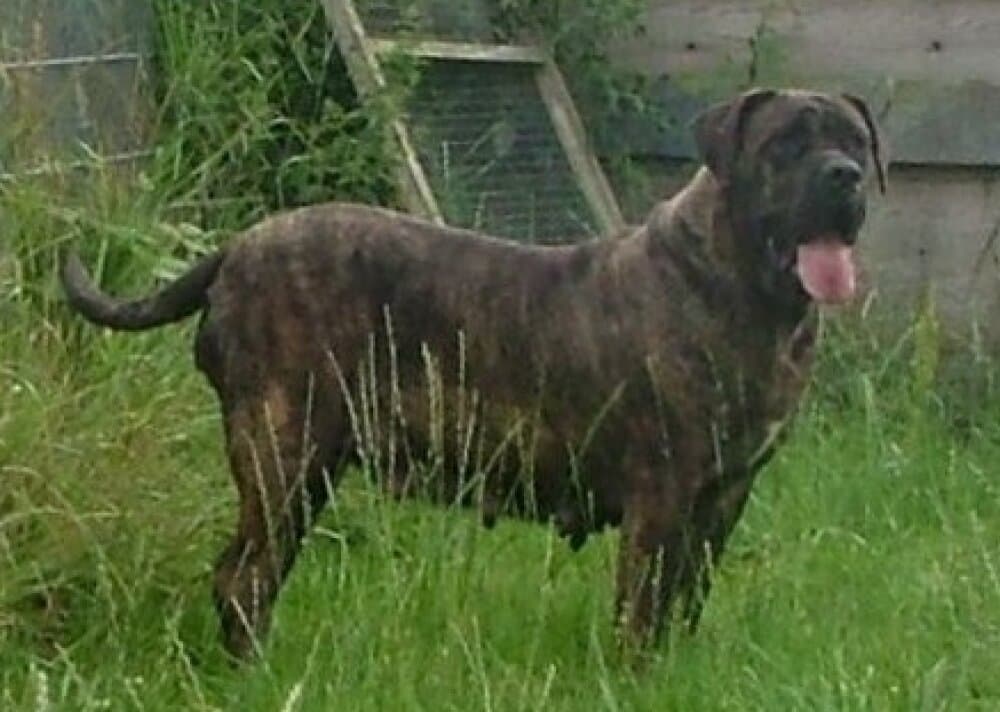 DEMBE DE TRES ALIDA 1