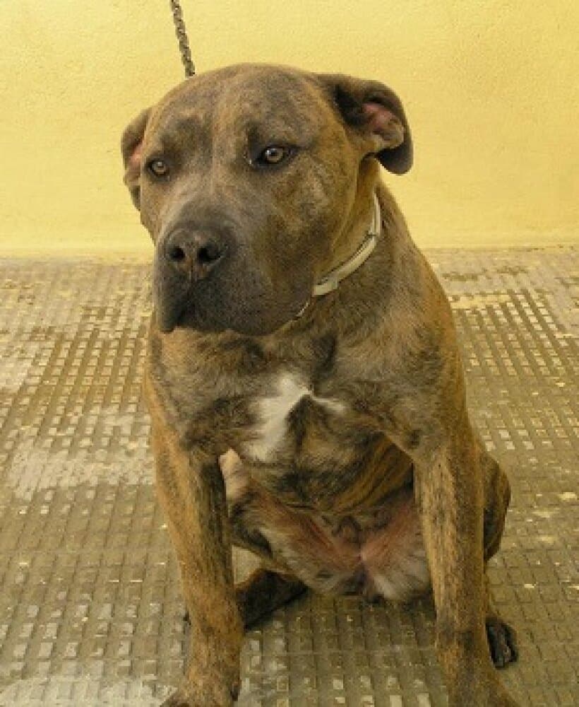 BLACKIE DE KING ZULU 1