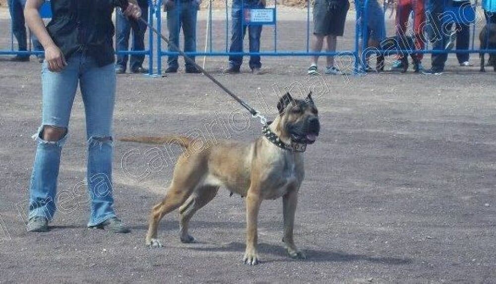 TRONERA DE IRON BULL 1