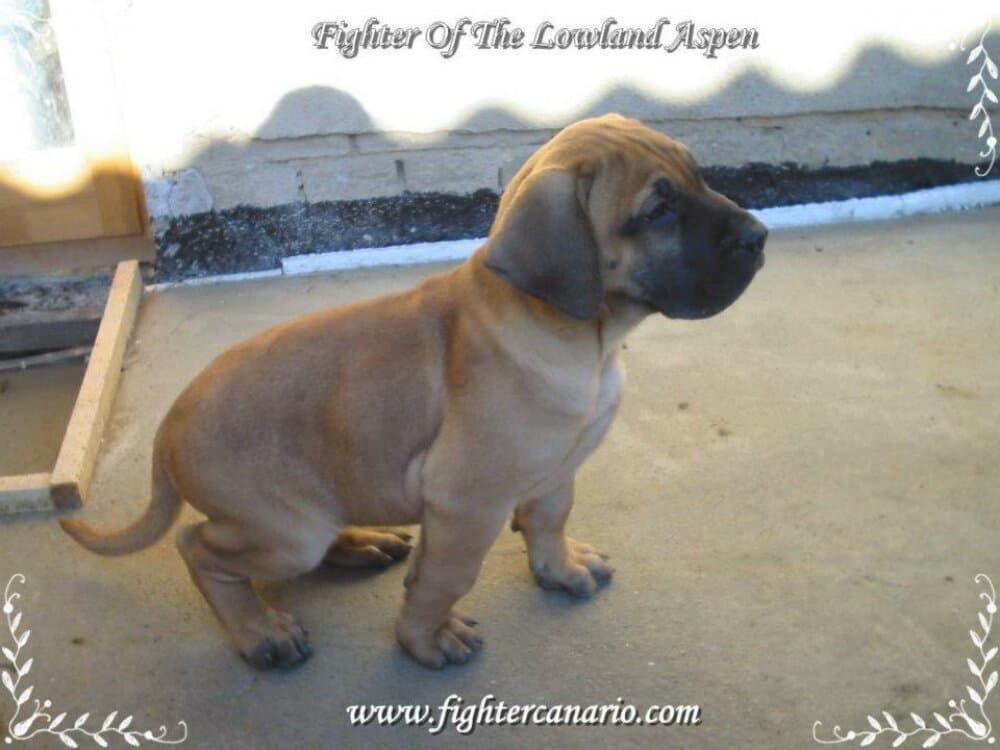 FIGHTER OF THE LOWLAND ASPEN 1