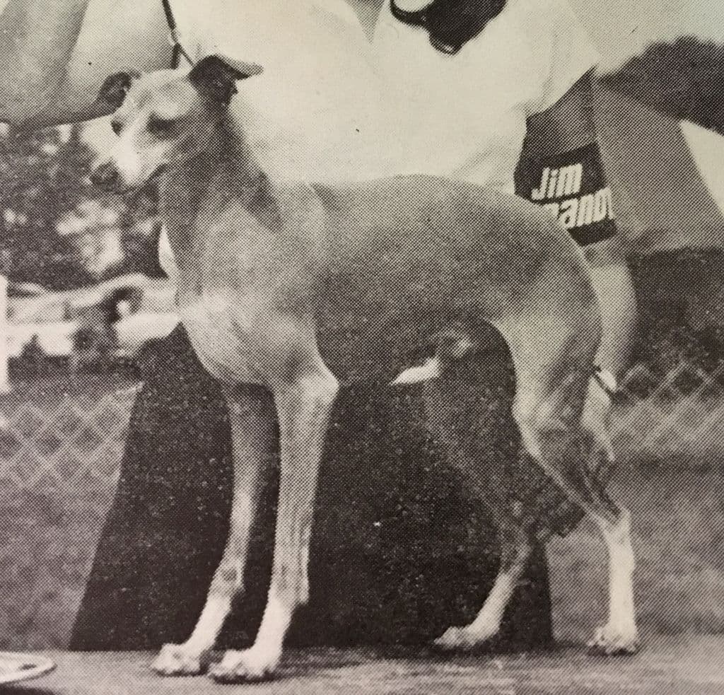 Fortora's First Edition 1