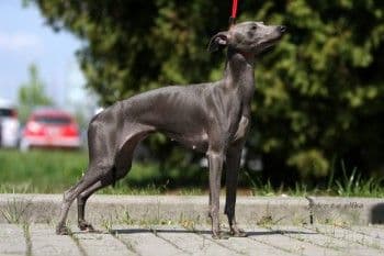 Umbra Feritte Bugsy 1