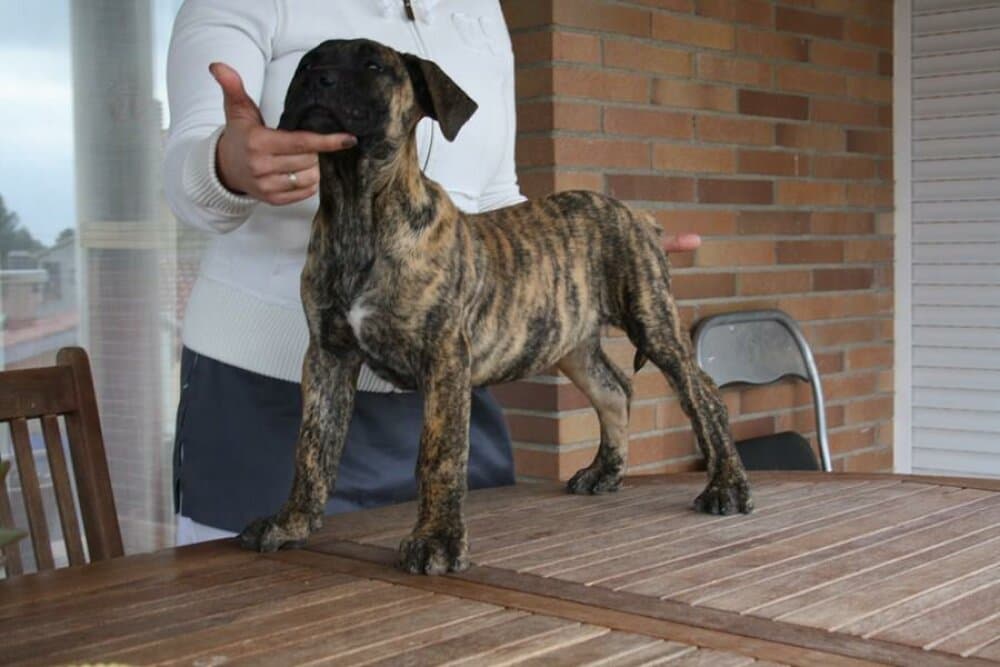 LOBA DE ROJO Y ORO 1