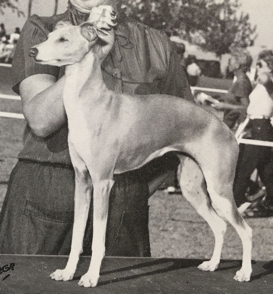 Pikop Boomerang Jubilee 1