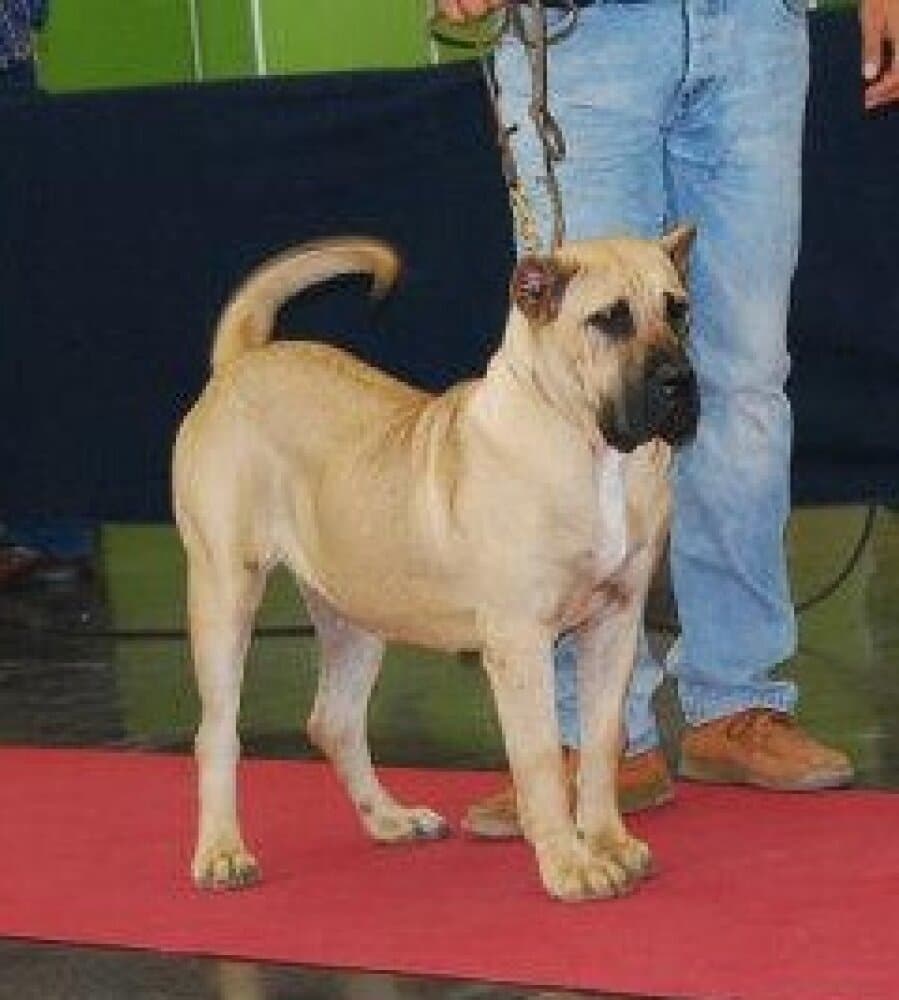 TARA DE GAROEBULLDOG 1