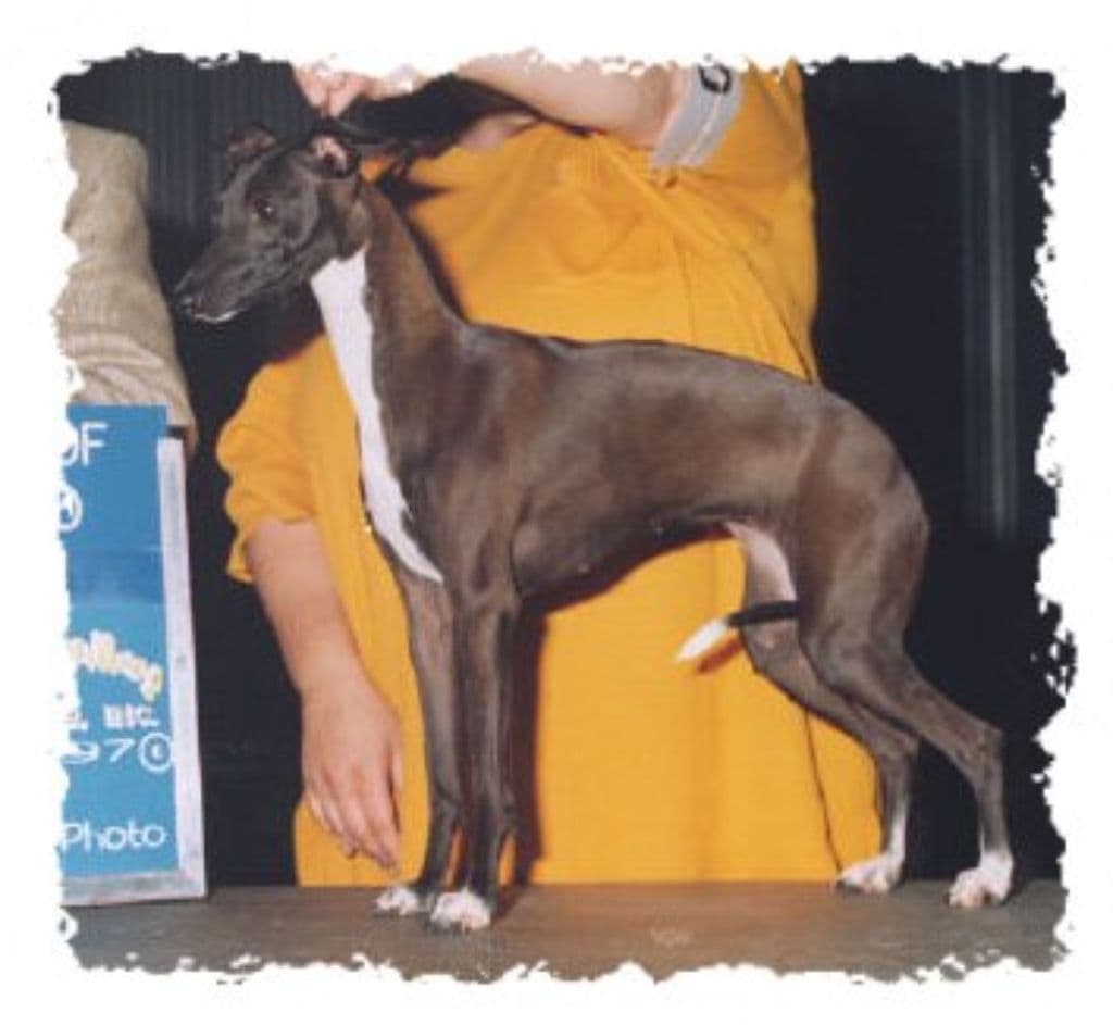 Winsome's Standing Ovation 1