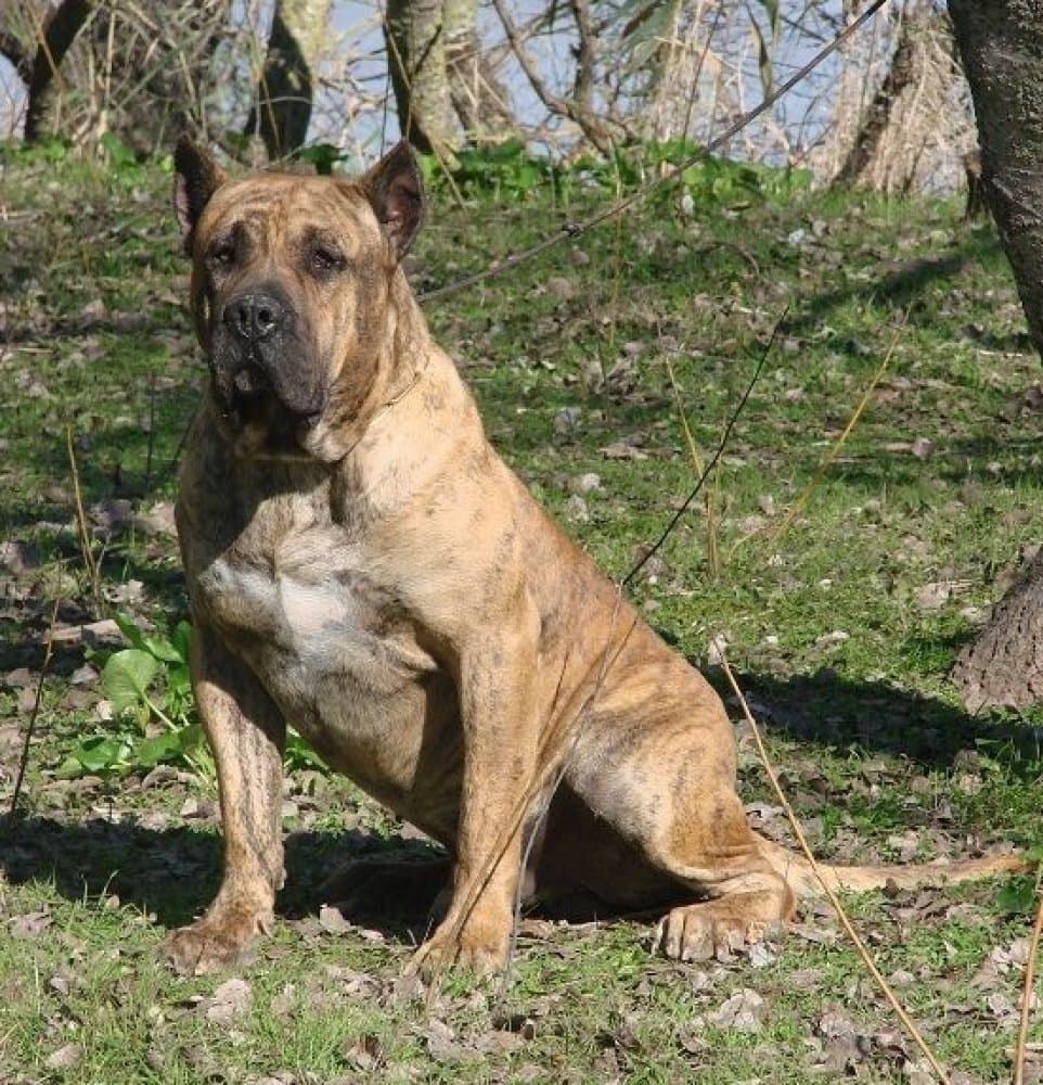 MAMUT DE GUADALCAN 1