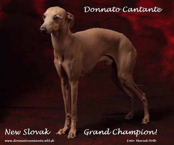 Donnato Cantante 1