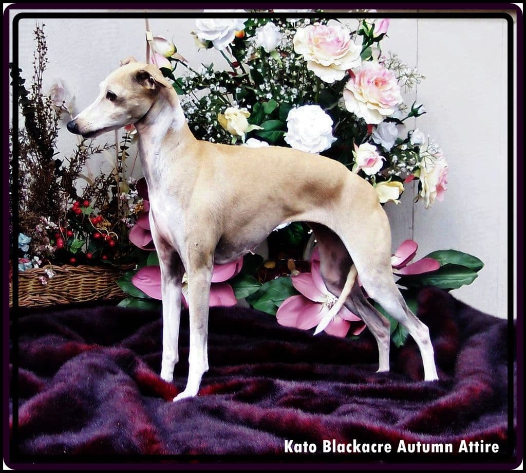 Kato-Blackacre Autumn Attire 1