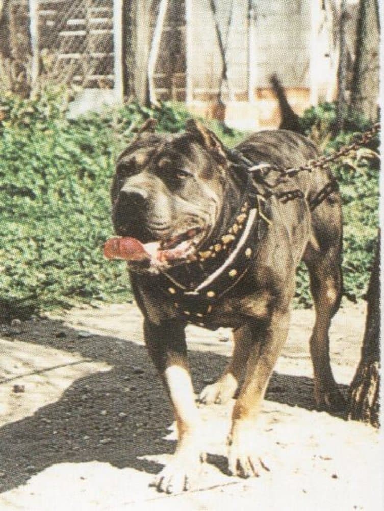 DANKO DE ATLAS ASIO 1