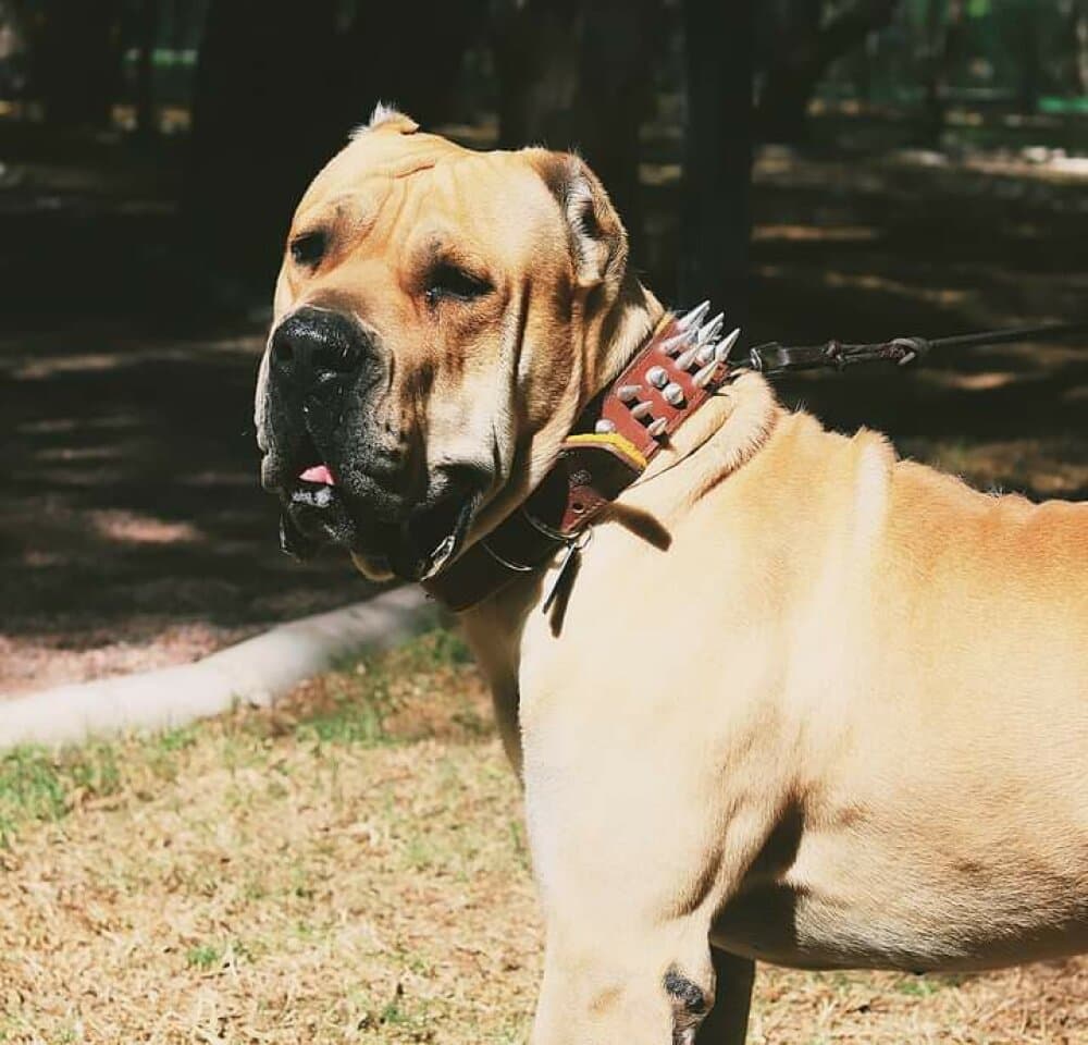 RAGNAR DE LOS MENCEYES 1
