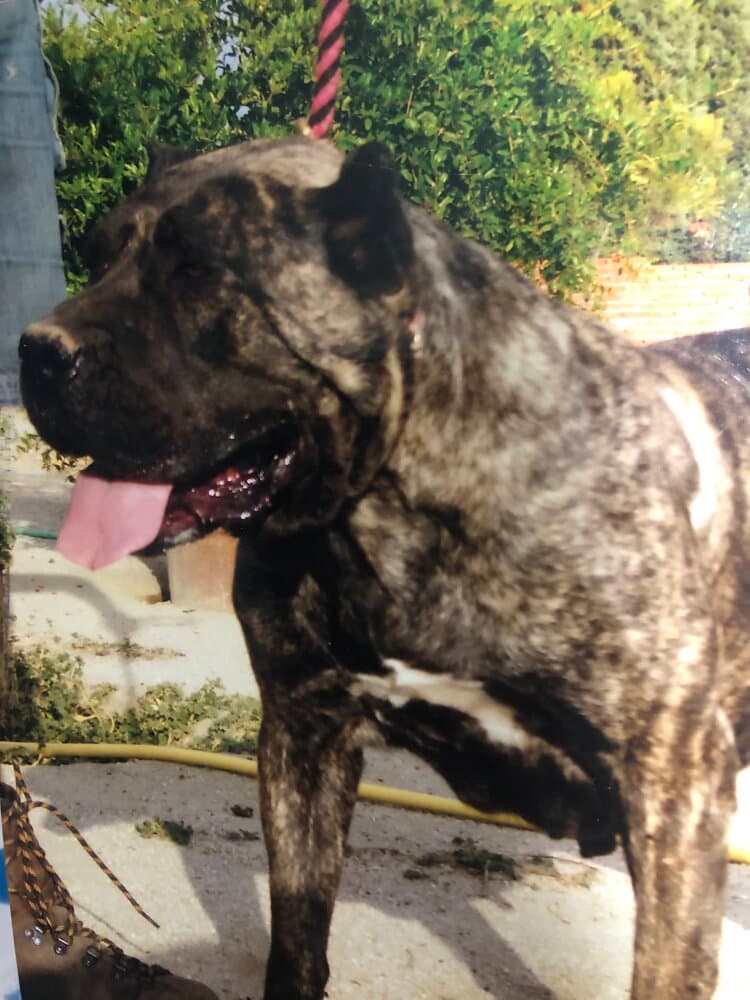 JUANA DE KING ZULU 1
