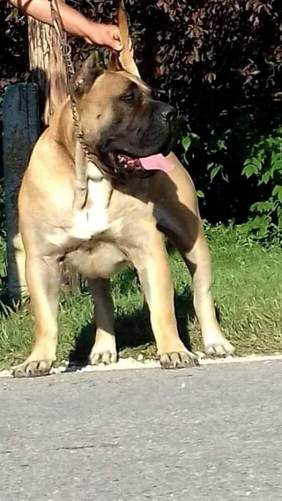 THOR DE TIERRA GRANCAN 1