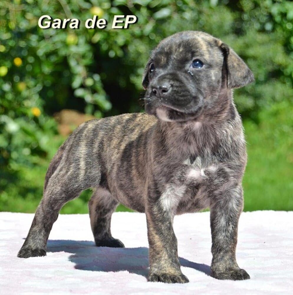 GARA DE ETERNA PRIMAVERA 1