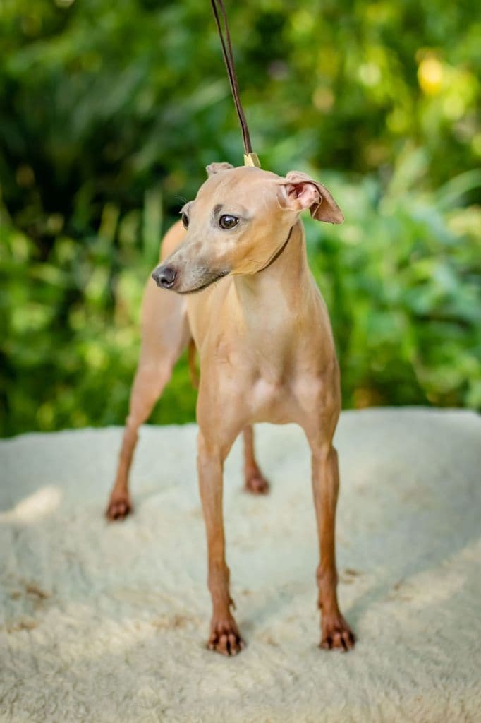 Sumainana Angelitto 1
