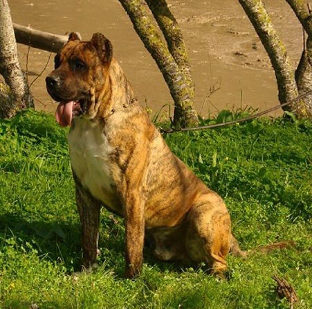ROMEO DE GUADALCAN 1