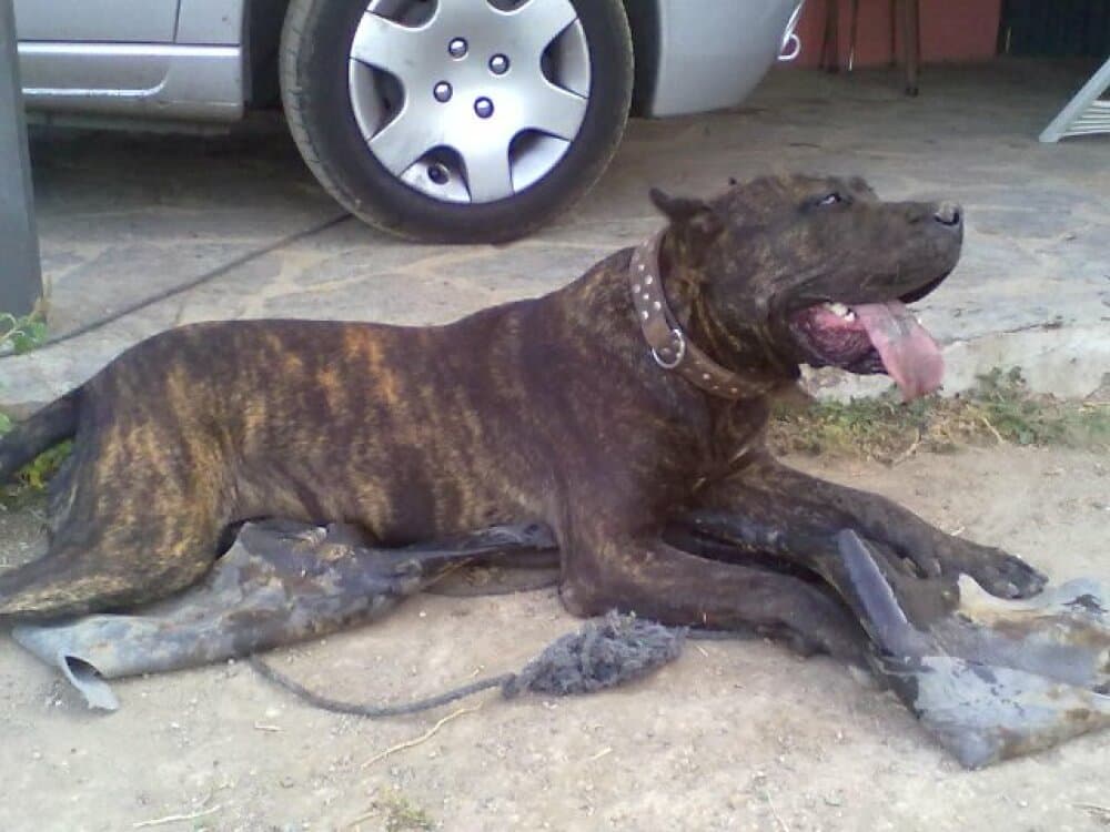 ALI DE PERRO DE LA TIERRA 1