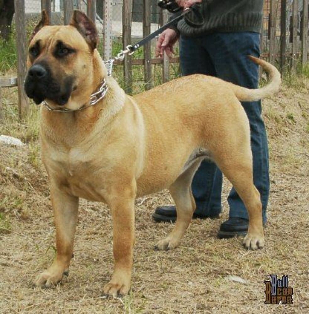 VIOLETA DE BARNACAN BULL 1