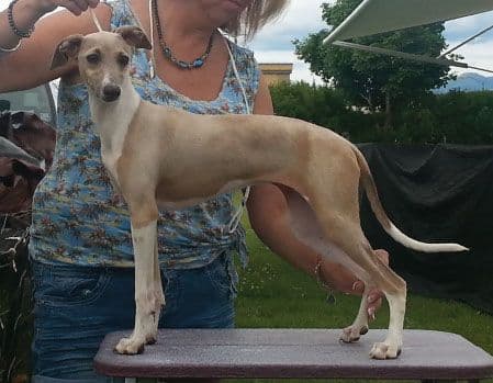 Regallust Dagny The Blonde Bombshell 1