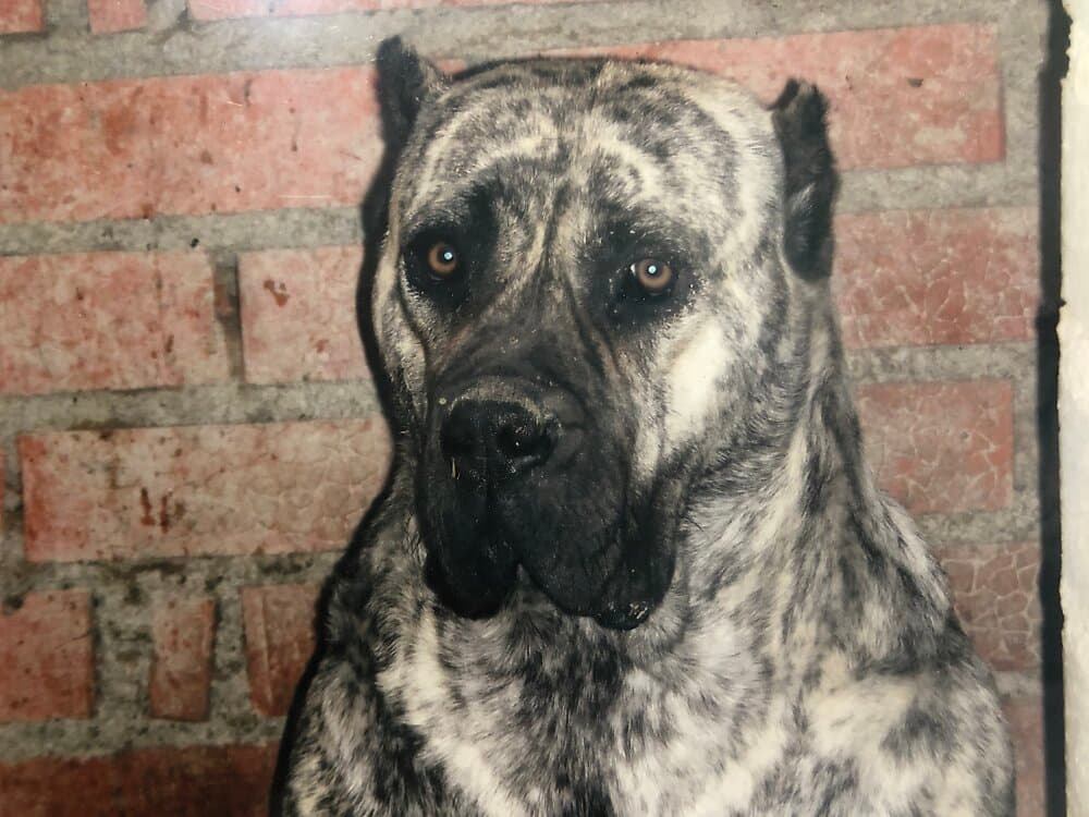 NAYARA DE KING ZULU 1