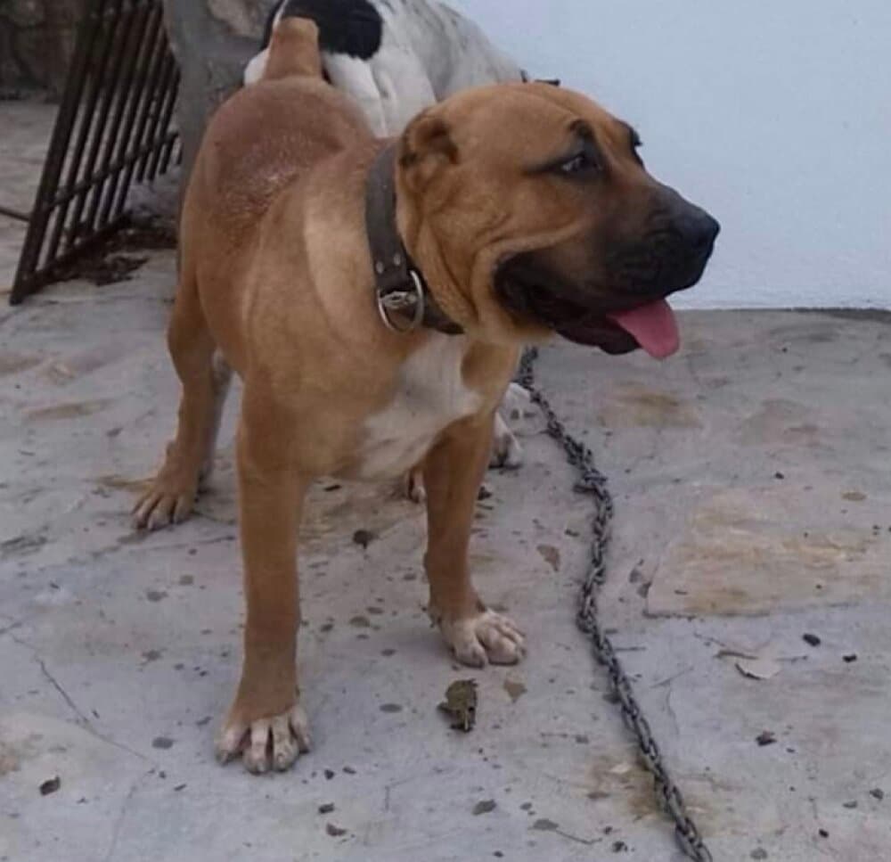 FARRUCA DE IRON BULL 1