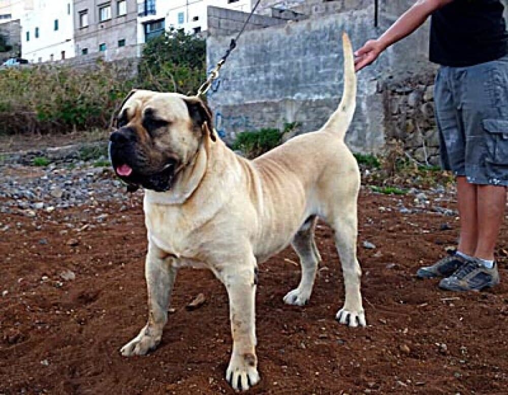 NERON DE CIELO DE CANARIAS 1