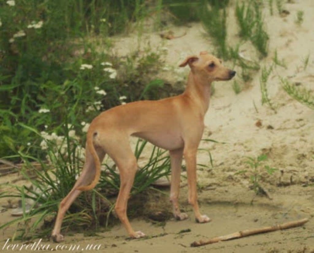 Altamiruas Asturia Fortunata 1