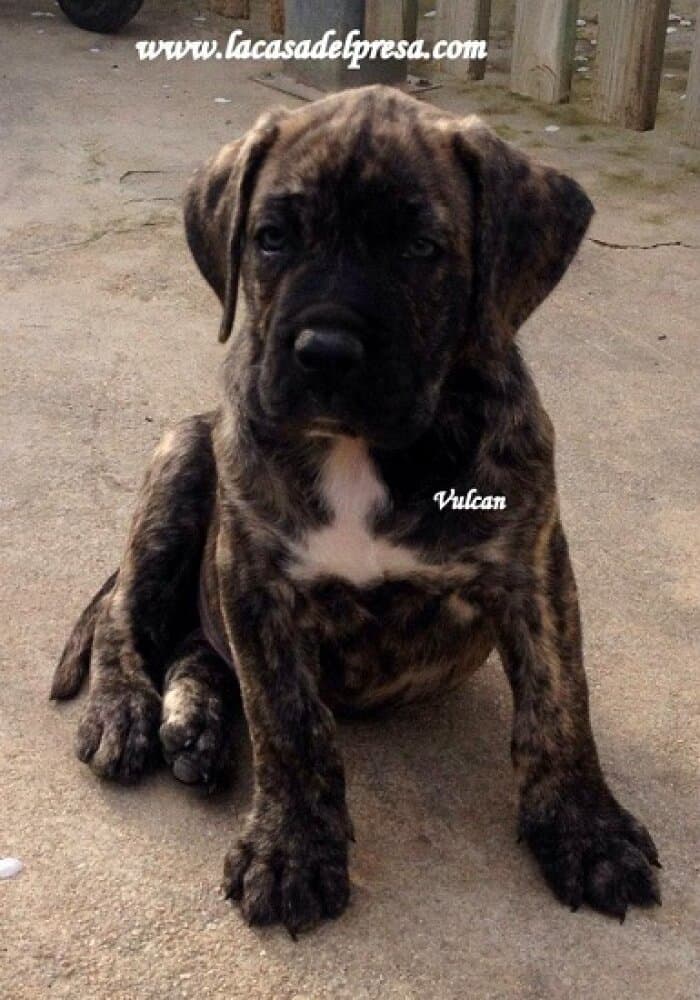 VULCAN DE CASA DEL PRESA 1