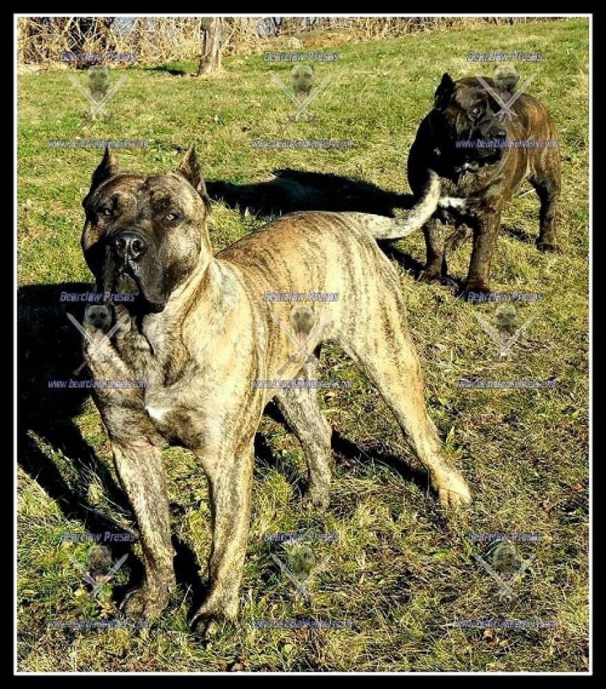 PREMIER PRESAS THOR 1