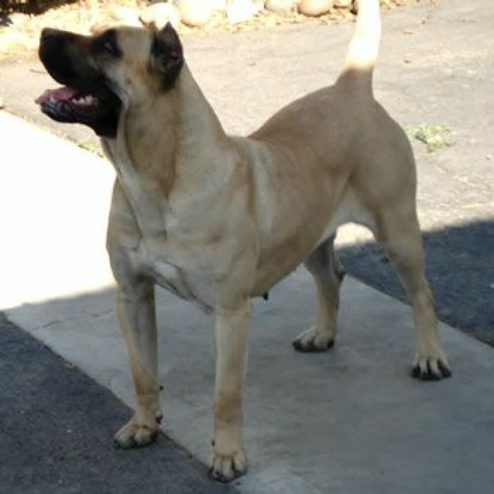 SEDA DE DOG REAL 1