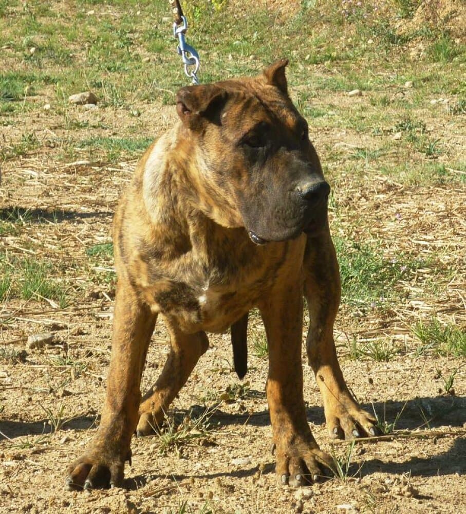 MELO DE CASA DEL PRESA 1