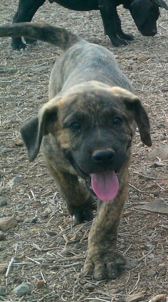 LEO DE PERRO DE LA TIERRA 1