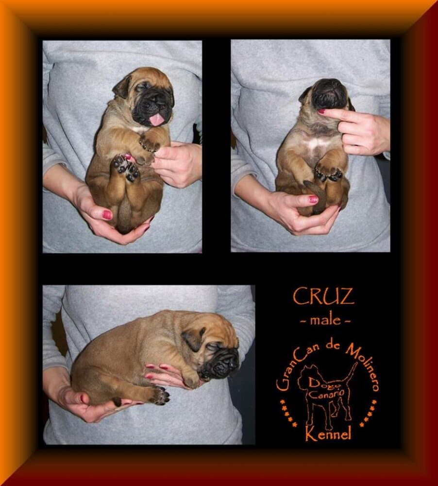 CRUZ GRANCAN DE MOLINERO 1