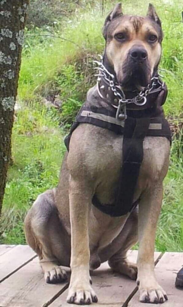 LUCHO DE KING ZULU 1