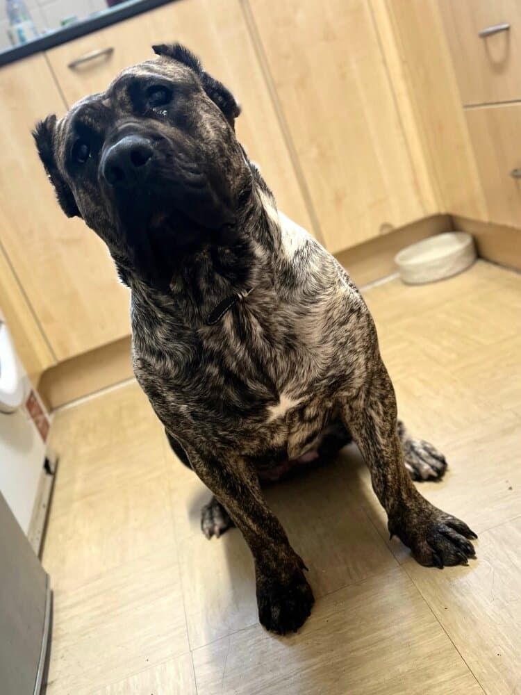 ELLA SILVER CHILD PRESA CANARIO 1