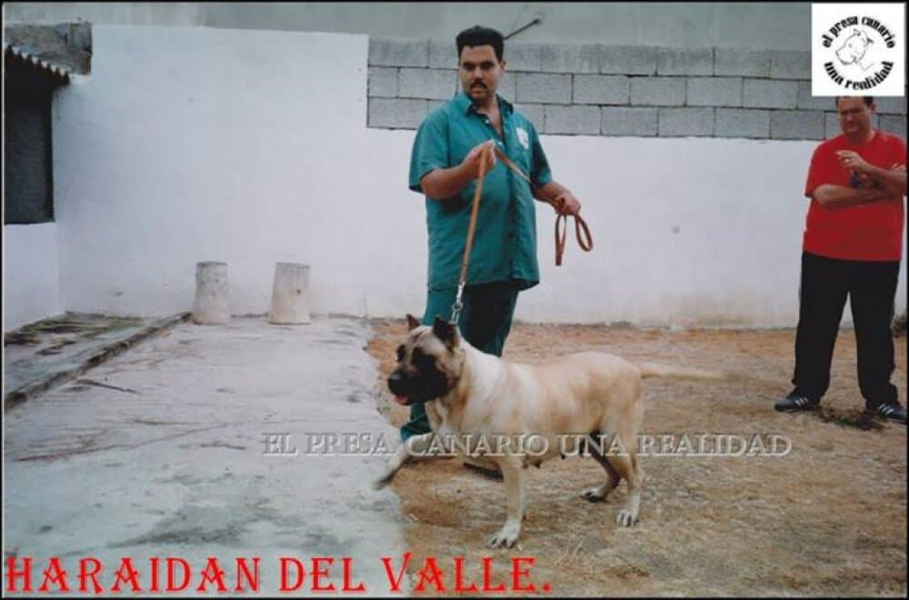 BENCHARA DE HARIDIAN DEL VALLE 1