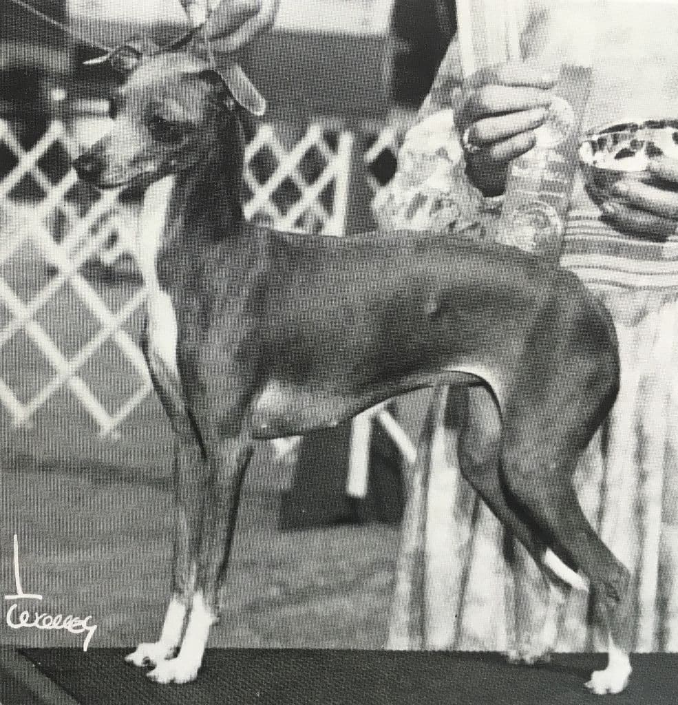 Holly Golightly Of Wyldwyn 1