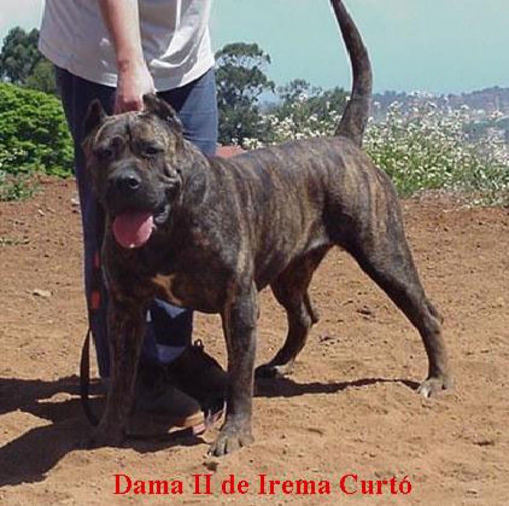 DAMA II DE IREMA CURTO 1